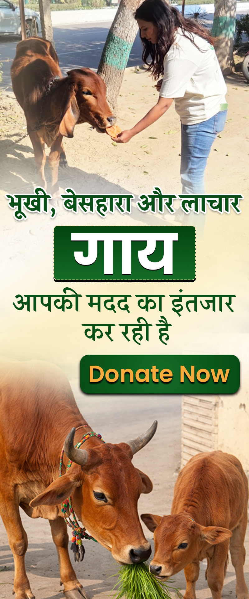 nabin cow banner phone