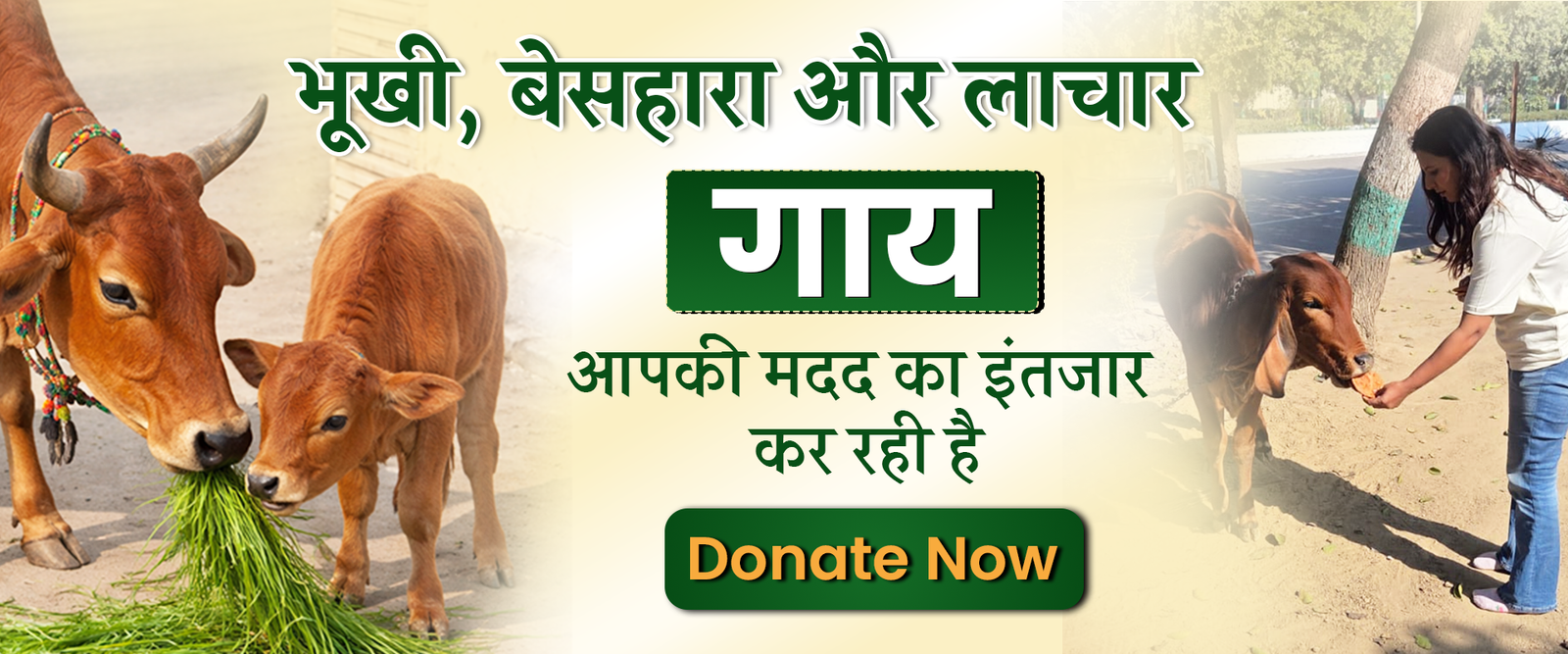 nabin cow banner